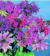 Garden supply: Monarda Panorama mixed