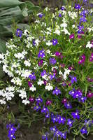 Lobelia colour casade mixed