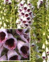 Garden supply: Foxglove Pam's Choice