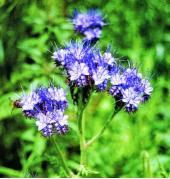 Garden supply: Phacelia Lacy