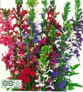 Garden supply: Lobelia Compliment Mix F1