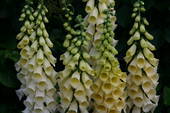 Foxglove yellow spear