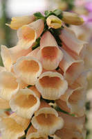 Foxglove dalmatian peach F1