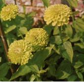 Zinnia envy