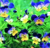 Viola heartsease miss helen mount