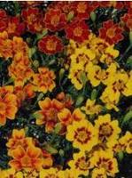 Marigold starfire mix