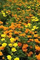 Marigold nemo mix