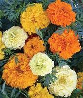 Marigold sugar &. Spice