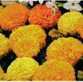 Marigold citrus bedding mix