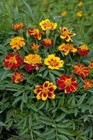 Garden supply: Marigold chameleon F1