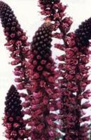 Garden supply: Lysimachia beaujolais