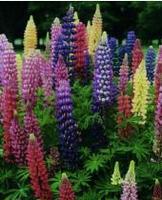 Garden supply: Lupin russell mixed