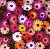 Livingstone daisy sparkles mix