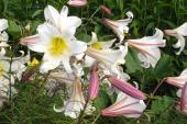 Garden supply: Lily regale