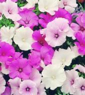 Lavatera parade mixed