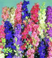 Larkspur summer sun mix