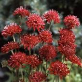 Knautia red cherries