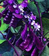 Garden supply: Hyacinth bean vine