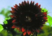 Garden supply: Sunflower moulin rouge F1