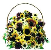 Garden supply: Sunflower fantasia F1