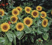 Garden supply: Sunflower big smile F1