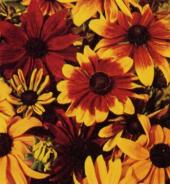 Rudbeckia rustic dwarf mixed