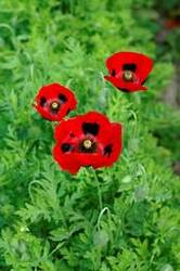 Poppy ladybird