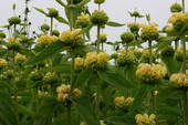 Garden supply: Phlomis lemon puffs