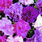 Garden supply: Petunia grandiflora mix