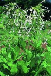 Nicotiana sylvestris