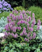 Garden supply: Nepeta pink cat