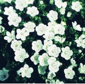 Garden supply: Nemophila snowstorm