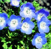 Nemophila baby blue eyes