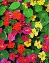 Nasturtium whirlybird mixed