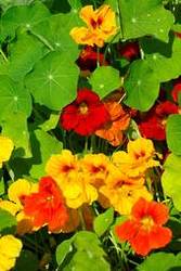 Nasturtium top flowering mixed