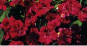 Garden supply: Nasturtium top flowering mahogany