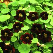 Nasturtium top flowering black velvet