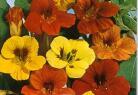 Garden supply: Nasturtium tall trailing mixed