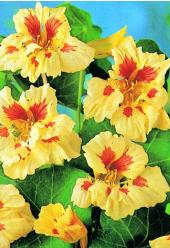 Nasturtium peach melba