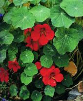 Nasturtium empress of india