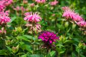 Monarda panorama mixed