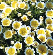 Garden supply: Meadowfoam