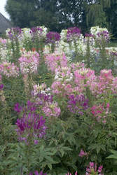 Garden supply: Cleome mixed