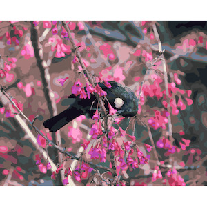 Tui in Cherry Tree