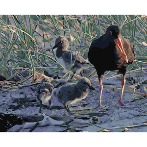 Oyster Catcher