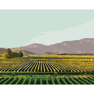 Marlborough Vineyards