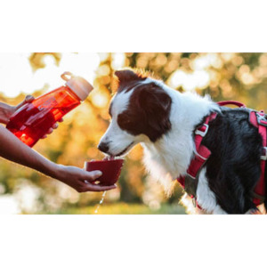 Kurgo Gourd H2O Bottle & Bowl Red