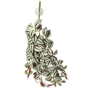 Reptile One Hanging Plant 70cm Tradescantia Green Silver With Suction Cup