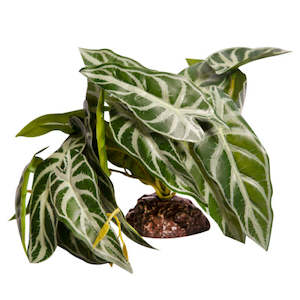 Pet: Reptile One Plant Medium Alocasia Green With Ceramic Base