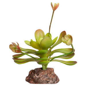 Reptile One Plant Mini Aeonium Green With Ceramic Base